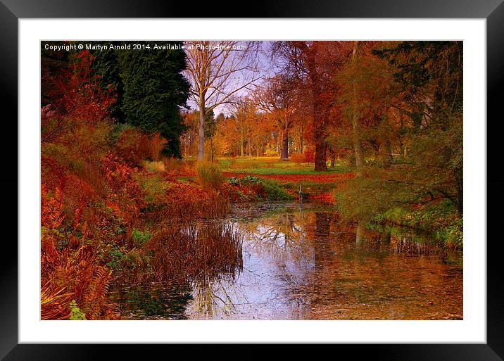 Autumns Golden Colour Framed Mounted Print by Martyn Arnold