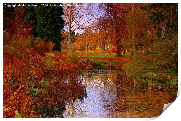 Autumns Golden Colour Print by Martyn Arnold