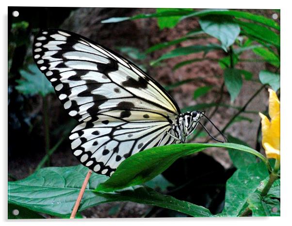 The Butterfly Acrylic by Pics by Jody Adams