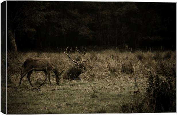 Stag in Killarney Canvas Print by Aaron Fleming