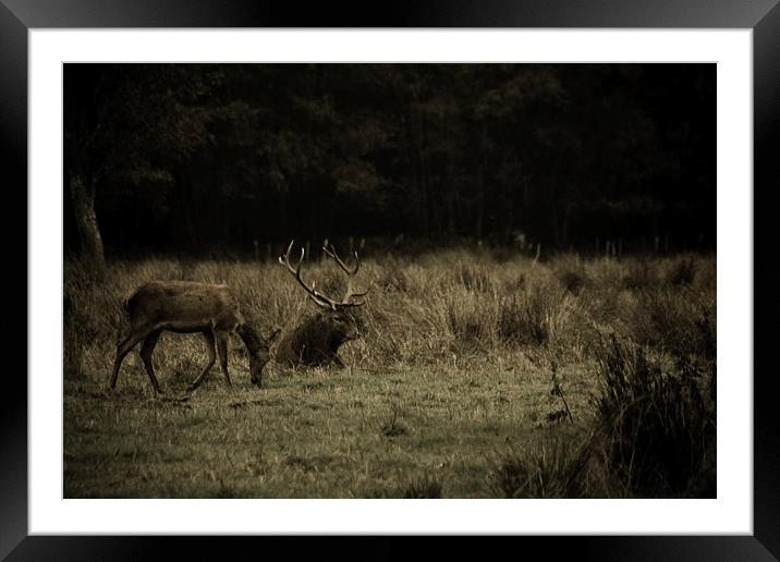 Stag in Killarney Framed Mounted Print by Aaron Fleming