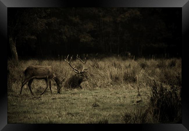 Stag in Killarney Framed Print by Aaron Fleming
