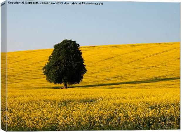 Lone Beech Tree in Yellow Field Canvas Print by Elizabeth Debenham