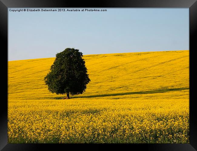 Lone Beech Tree in Yellow Field Framed Print by Elizabeth Debenham
