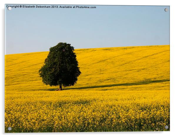 Lone Beech Tree in Yellow Field Acrylic by Elizabeth Debenham