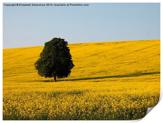 Lone Beech Tree in Yellow Field Print by Elizabeth Debenham