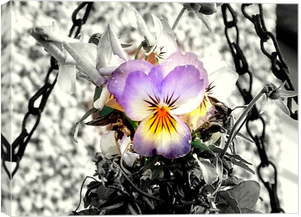 Lovely viola flower Canvas Print by Bill Lighterness