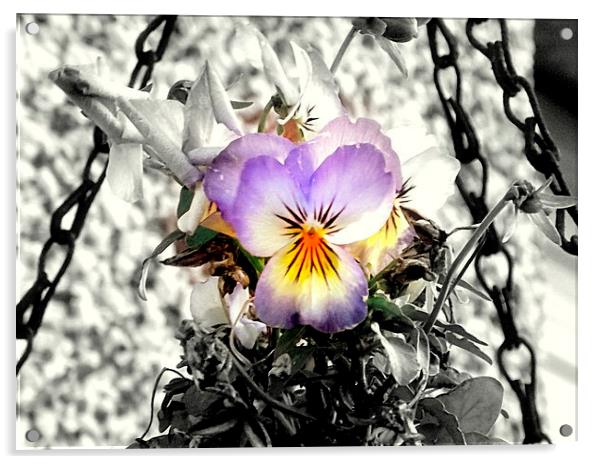 Lovely viola flower Acrylic by Bill Lighterness