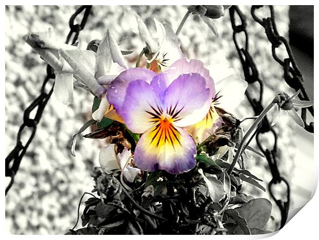Lovely viola flower Print by Bill Lighterness