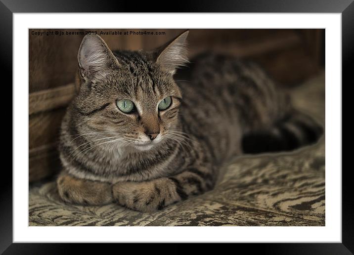 lounging cat Framed Mounted Print by Jo Beerens