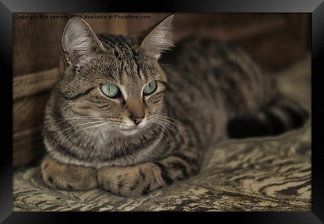lounging cat Framed Print by Jo Beerens