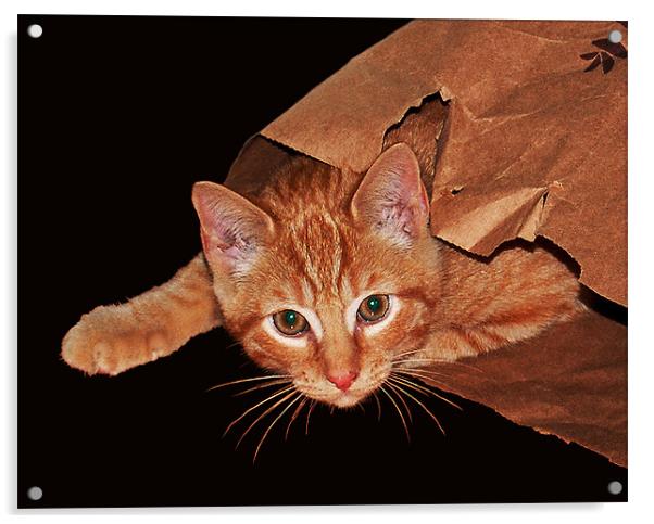 Cat in a Bag Acrylic by james balzano, jr.