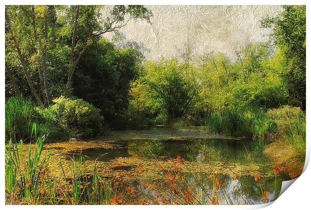 Dilham Pond Print by Julie Coe