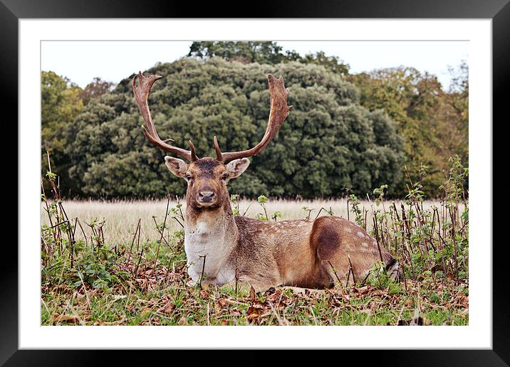Resting Fallow Buck Deer Framed Mounted Print by Paul Macro