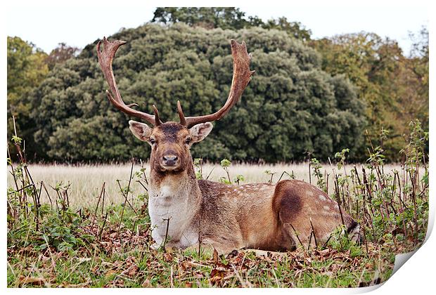 Resting Fallow Buck Deer Print by Paul Macro