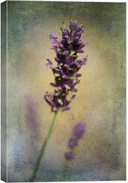 Lavender Canvas Print by Julie Coe