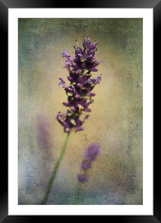 Lavender Framed Mounted Print by Julie Coe