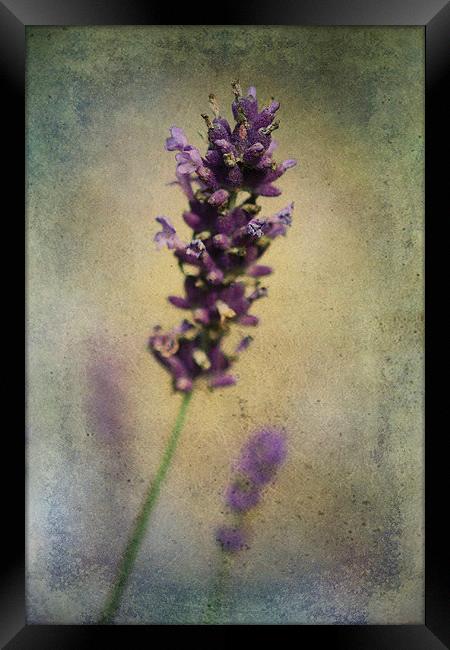 Lavender Framed Print by Julie Coe