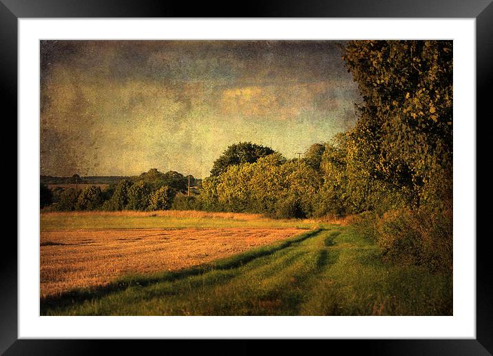 Favourite Walk Framed Mounted Print by Julie Coe