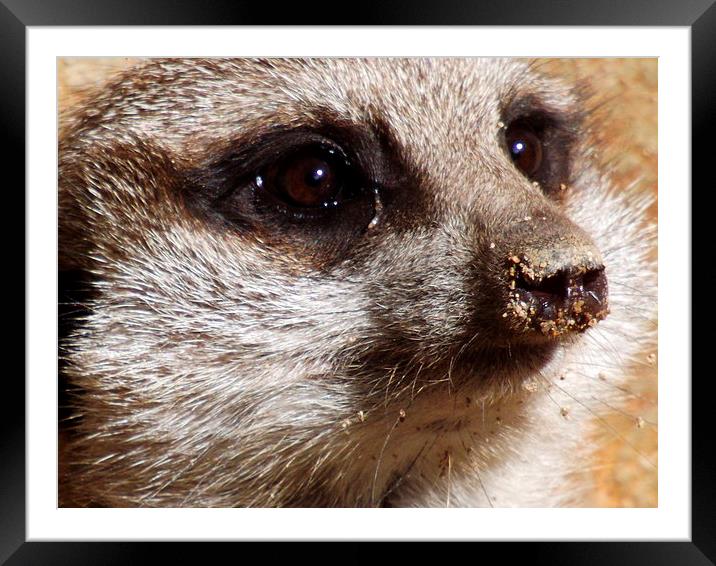 meerkat gazing into the sun Framed Mounted Print by jack willis