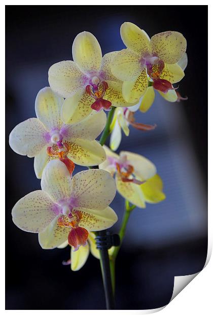 Yellow Orchids Print by Jim O'Donnell
