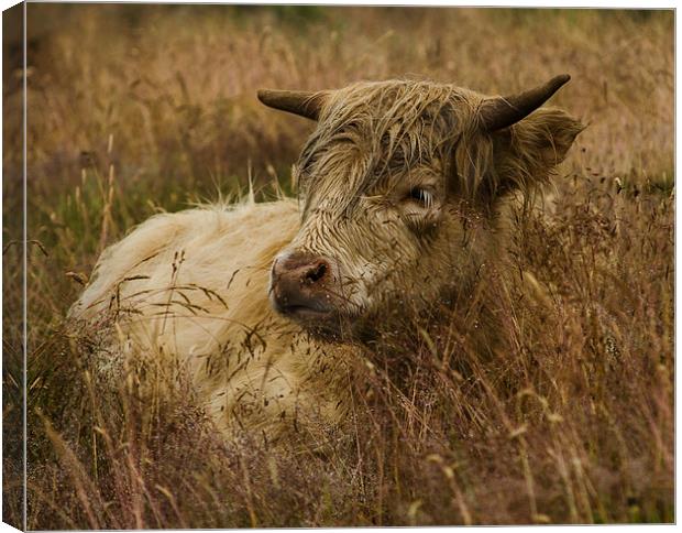 Camouflaged Cow Canvas Print by Linsey Williams