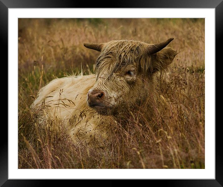 Camouflaged Cow Framed Mounted Print by Linsey Williams