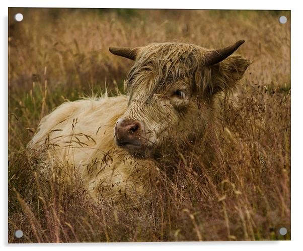Camouflaged Cow Acrylic by Linsey Williams