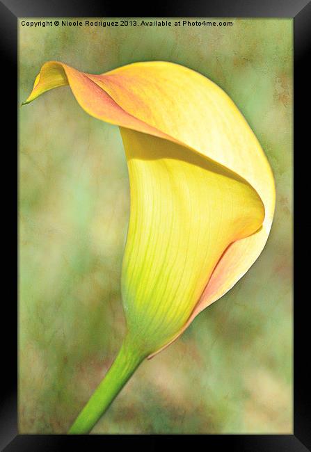 CallaLily60 Framed Print by Nicole Rodriguez