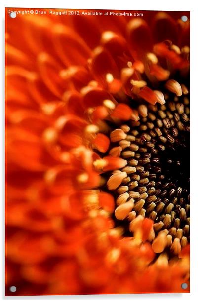 Floral Sun Burst Acrylic by Brian  Raggatt