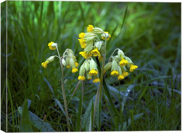 Cowslips Canvas Print by Victor Burnside