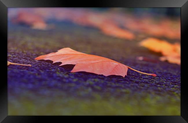 Autumn beauty V Framed Print by Nadeesha Jayamanne