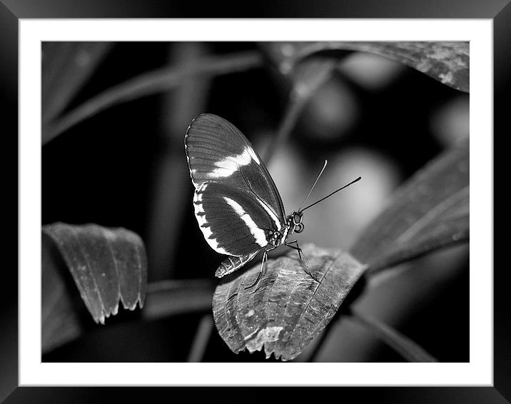 Black Butterfly Framed Mounted Print by Pics by Jody Adams