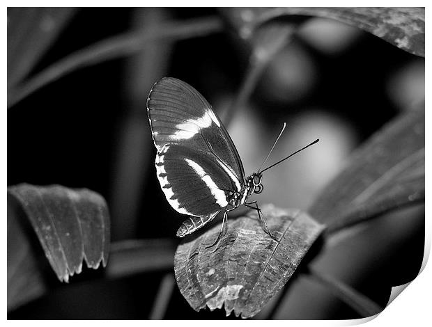 Black Butterfly Print by Pics by Jody Adams