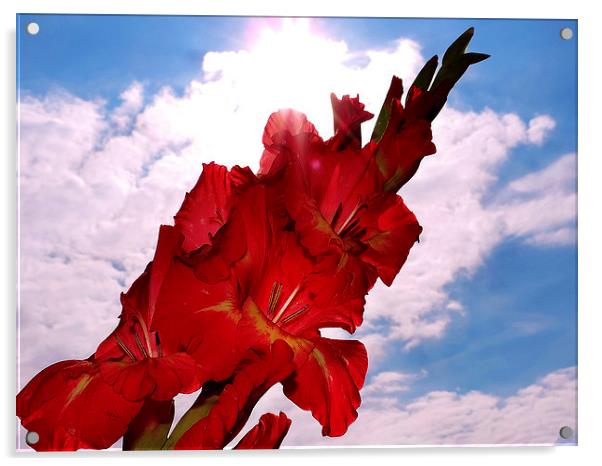 2461-red flower Acrylic by elvira ladocki