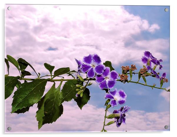 purple flowers Acrylic by elvira ladocki