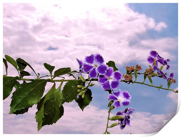 purple flowers Print by elvira ladocki