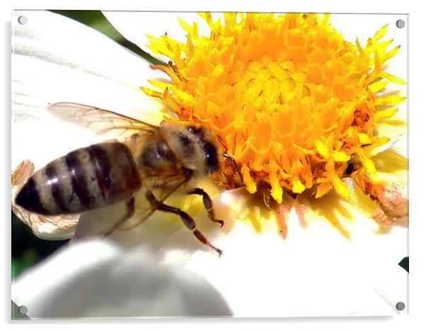2467-bee on dahlia Acrylic by elvira ladocki