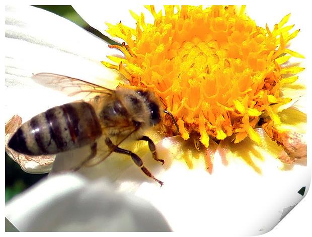 2467-bee on dahlia Print by elvira ladocki