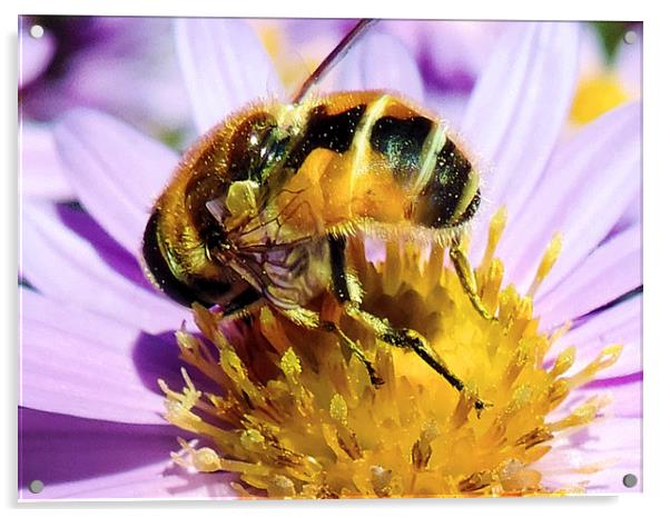 bee on flower Acrylic by elvira ladocki