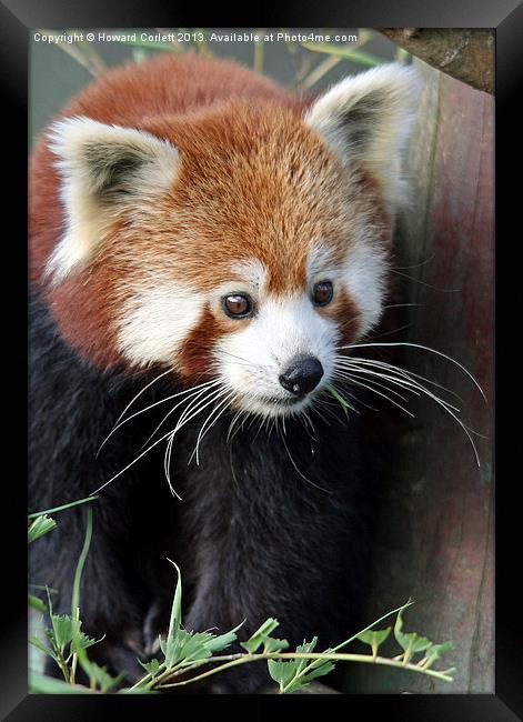 Red panda Framed Print by Howard Corlett