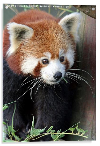 Red panda Acrylic by Howard Corlett