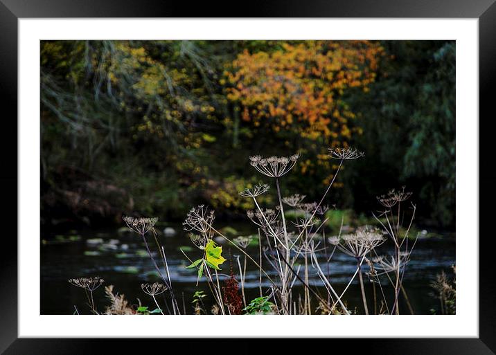 Autumn on the Don Framed Mounted Print by Vicky Mitchell