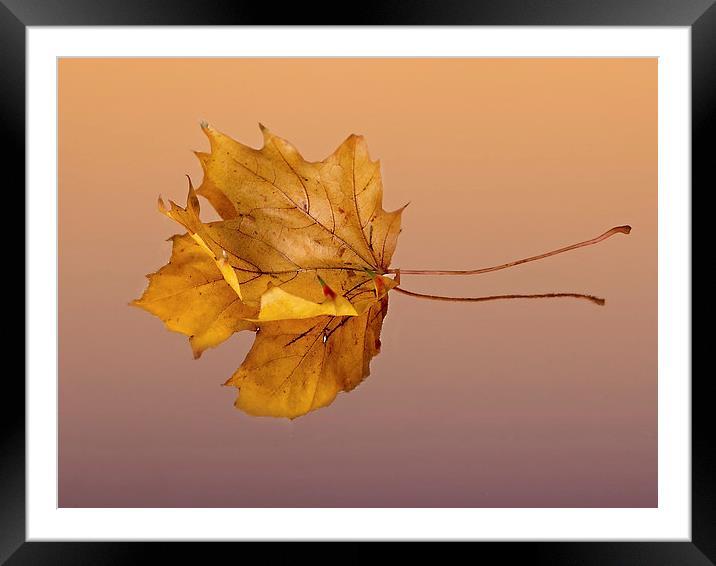Autumn Leaf Framed Mounted Print by Lynne Morris (Lswpp)