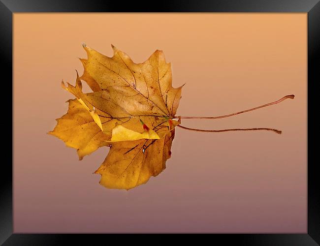 Autumn Leaf Framed Print by Lynne Morris (Lswpp)
