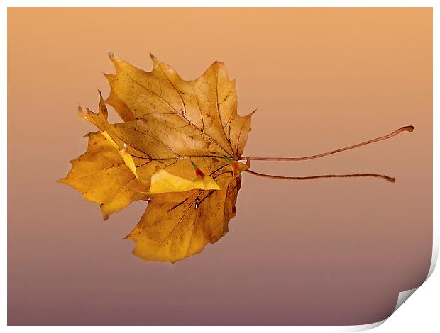 Autumn Leaf Print by Lynne Morris (Lswpp)