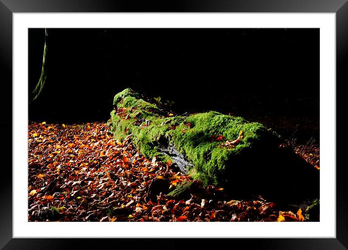Fallen Tree Framed Mounted Print by Mark Hobson