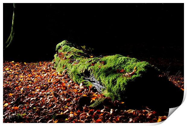 Fallen Tree Print by Mark Hobson