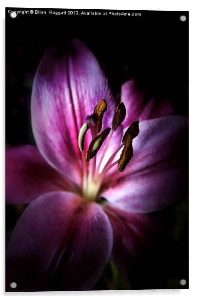 Lily of the Night Acrylic by Brian  Raggatt