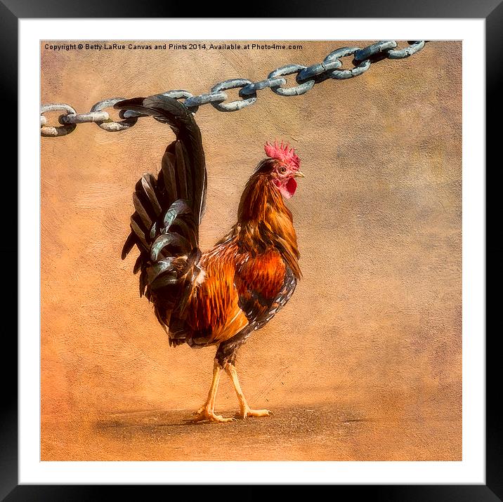 Cock of the Walk Framed Mounted Print by Betty LaRue